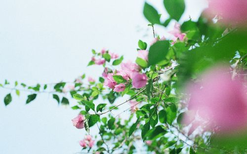 小清新绿色花卉植物高清唯美图片壁纸