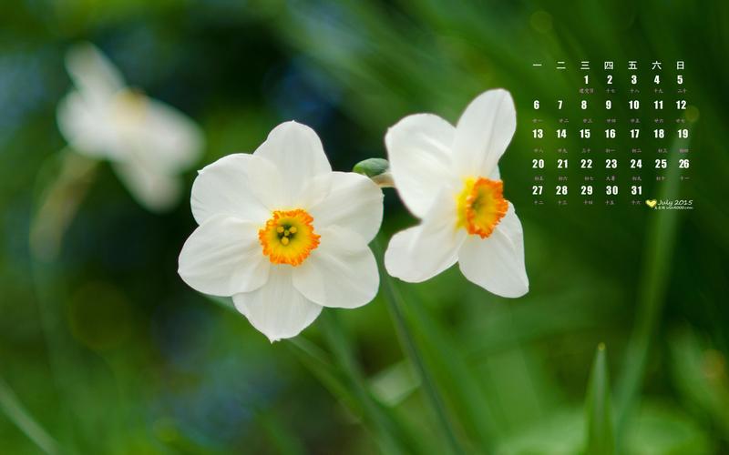 2015年7月日历壁纸清新护眼的绿色植物花卉高清图片下载